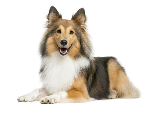 Sheltie origin clearance